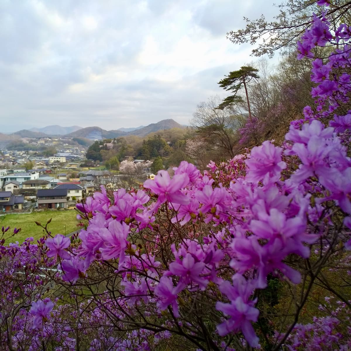 ピンク　紫グラデーションビムサ　3W 20連　土台付き Q4233.jpg